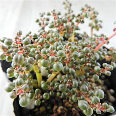 多肉植物 seピレア グロボーサ 露鏡 多肉植物 ピレア 9cmポットのサムネイル
