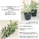 nihonkakiryuutuu:10016199のサンプル画像3