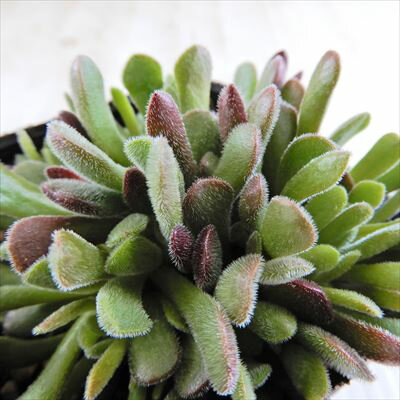 多肉植物 seクラッスラ プベッセンス 多肉植物 クラッスラ 7.5cmポットのサムネイル