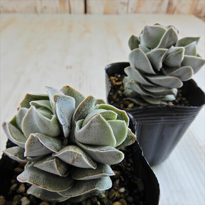 屋外でもグングン伸びる 地植えに強い多肉植物おすすめ14選 日陰を好む種類も 暮らし の