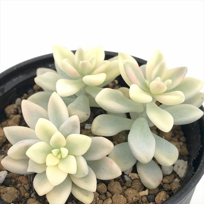 【楽天スーパーセールP5倍】 多肉植物 hmグラプトペタルム ヒメシュウレイ錦 ミリナエ錦 多肉植物 グラプトペタルム 6cmポット