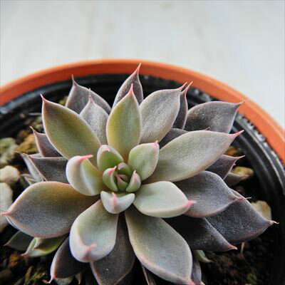 多肉植物 hmエケベリア 銀天女 多肉植物 エケベリア 6cmポットのサムネイル