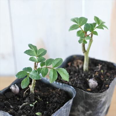 華北山椒 花椒 カホクサンショ 9cmポット 苗 山椒 庭木 サンショウ