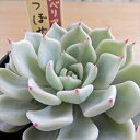 多肉植物 oriミックスベリア No.028 雪つぼみ 多肉植物 おらいさん苗 送料無料 エケベリア 6cmポット