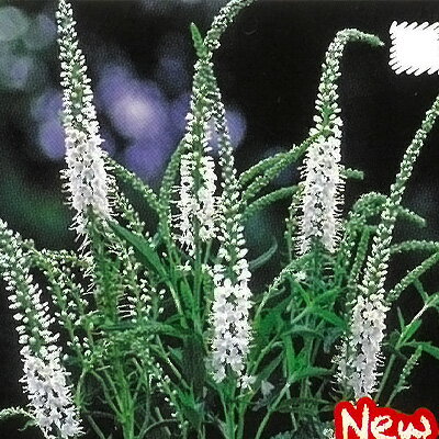 宿根草の咲く庭 ベロニカ ロンギフォリア アルバ 宿根草苗 9cmロングポット ガーデニング 多年草 hys3