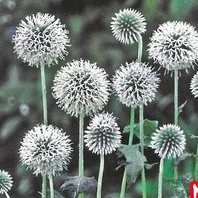 予約販売 宿根草の咲く庭 エキノプス スターフロスト 宿根草苗 9cmロングポット ガーデニング 多年草 11月中旬以降発送のサムネイル