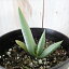 多肉植物 ca アロエ ピランシー 実生 多肉植物 アロエ 7.5cmポット