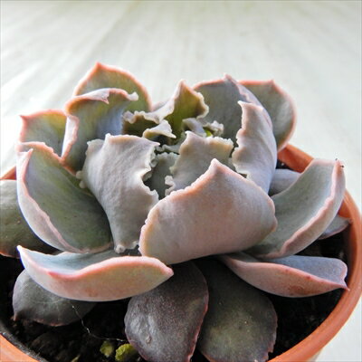 多肉植物 hmエケベリア シャビアナ ピンクフリル 多肉植物 エケベリア 6cmポットのサムネイル