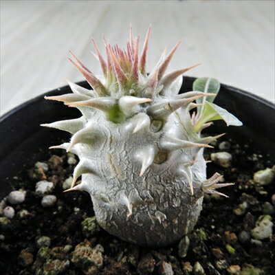多肉植物 caパキポディウム エブレネウム 実生 多肉植物 コーデックス 7.5cmポットのサムネイル
