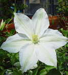 予約販売 クレマチス 苗 ロココラ ラヌギノーサ系 落合さんのクレマチス 2年生苗 10.5cmポット ochi 3月上旬以降発送