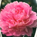予約販売 芍薬 春の粧 12cmポット 変わり咲き シャクヤ...