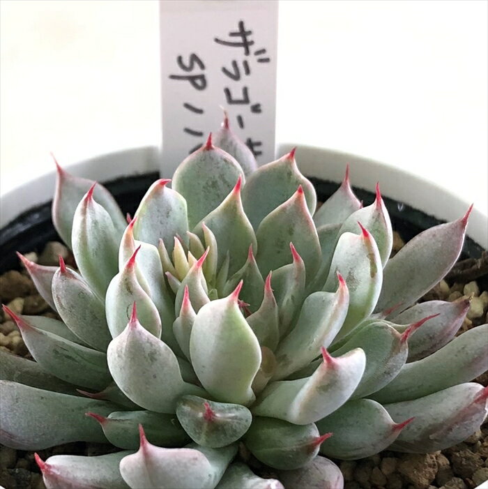 多肉植物 yukエケベリア ザラゴーサspノバ 多肉植物 エケベリア 6cmポットのサムネイル