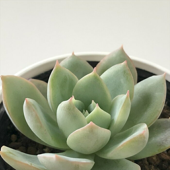 多肉植物 hmエケベリア メキシカンジャイアント×ラズベリーアイス 多肉植物 エケベリア 6cmポットのサムネイル