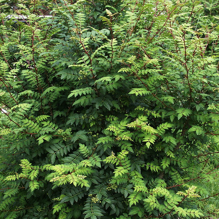 予約販売 ウルトラ朝倉山椒 苗 12cmポット 送料無料 朝倉さんしょう サンショウ 接ぎ木苗 ハーブ苗木 果樹苗 pwf 3月中旬以降発送