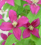 予約販売 クレマチス 苗 オレンジギャル ビチセラ系 落合さんのクレマチス 2年生苗 10.5cmポット ochi 3月上旬以降発送のサムネイル