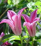 予約販売 クレマチス 苗 ダッチスオブアルバニー テキセンシス系 落合さんのクレマチス 2年生苗 10.5cmポット ochi 3月上旬以降発送