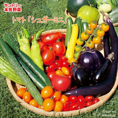 予約販売 トマト苗 シュガーミニ 12cmポット 大苗 本気野菜 野菜苗 hlpv 4月下旬以降発送のサムネイル