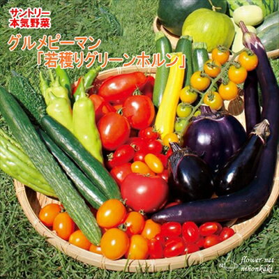 予約販売 ピーマン苗 若穫りグリーンホルン 12cmポット 大苗 本気野菜 野菜苗 hlpv 4月下旬以降発送のサムネイル