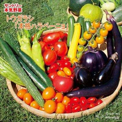 トウガラシ苗 本格ハラペーニョ 12cmポット 大苗 本気野菜 唐辛子 とうがらし 野菜苗 家庭菜園 hlpvのサムネイル