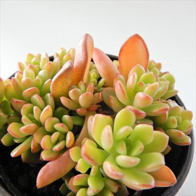 多肉植物 hmセデベリア ばらまき ジョイズドロップ 多肉植物 セデベリア 6cmポットのサムネイル