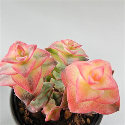 多肉植物 hmクラッスラ 南十字星 多肉植物 クラッスラ 6cmポットのサムネイル