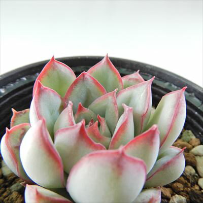 多肉植物 hmエケベリア プリドニス 多肉植物 エケベリア 6cmポットのサムネイル