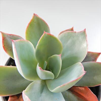 多肉植物 hmエケベリア ブルーライト 多肉植物 エケベリア 6cmポットのサムネイル