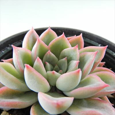 多肉植物 hmエケベリア 女雛 多肉植物 エケベリア 6cmポットのサムネイル