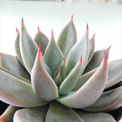 多肉植物 skエケベリア 紫式部(クスピダータ パラセンシス パラス×ロメオ)多肉植物 エケベリア 7.5cmポット