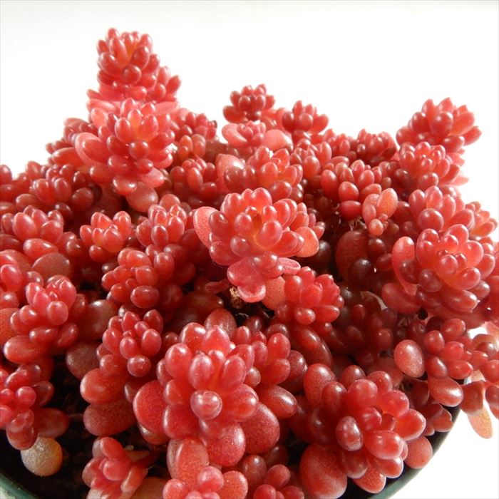 多肉植物 seセダム 特ばらまき レッドベリー 多肉植物 セダム 7.5cmポットのサムネイル