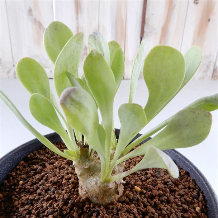 多肉植物 caオトンナ クレムノフィラ×ユーフォルビオイデス 多肉植物 コーデックス 9cmポットのサムネイル