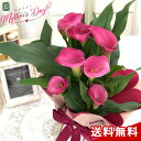 クーポン＆早割 母の日 プレゼント カラー ピンク 5号鉢 送料無料 母の日ギフト 花 鉢植え best
