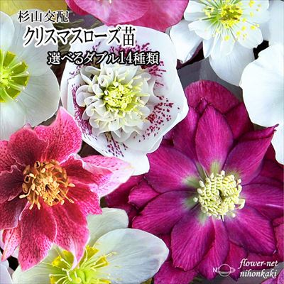クリスマスローズ開花見込大株 選べるダブル14種類 杉光園芸 杉山交配 12cmポット 宿根草 ガーデニング sgyのサムネイル
