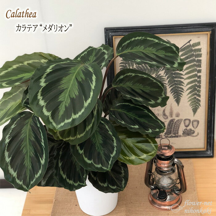 観葉植物 カラテア メダリオン 6号鉢 送料無料 観葉植物 室内 贈り物 プレゼント インテリア おしゃれのサムネイル