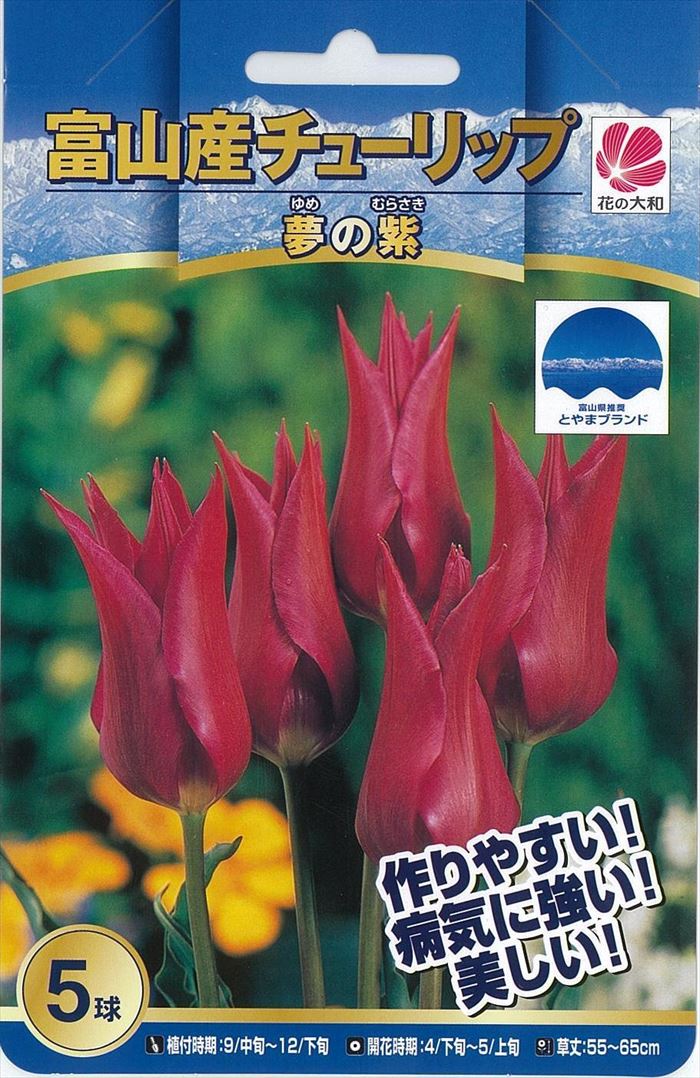 花の大和 球根 富山の清流チューリップ 夢の紫 ゆめのむらさき 5球 hykのサムネイル