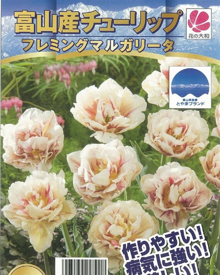 予約販売 花の大和 球根 富山の清流チューリップ フレミングマルガリータ 3球 hyk 10月下旬以降発送のサムネイル