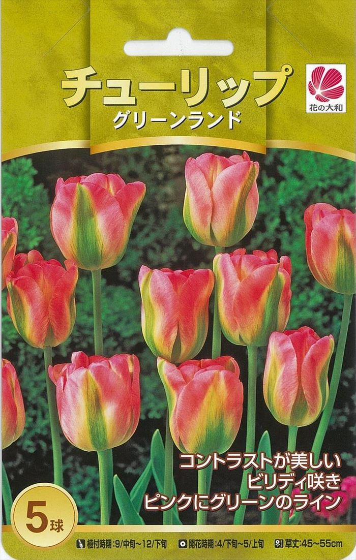 予約販売 花の大和 球根 人気のチューリップ グリーンランド 5球 10月中旬以降発送のサムネイル