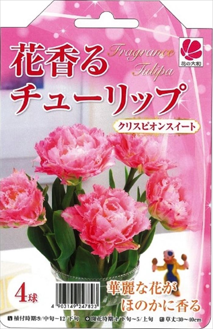 予約販売 花の大和 球根 花香るチューリップ クリスピオンスイート 4球 10月中旬以降発送のサムネイル