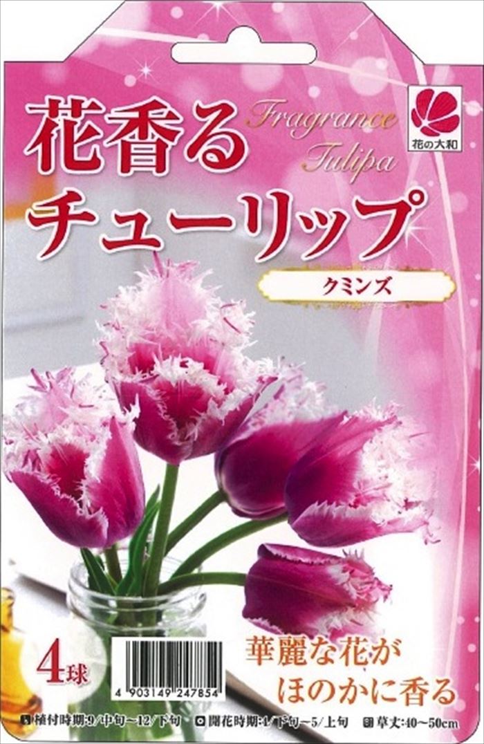 予約販売 花の大和 球根 花香るチューリップ クミンズ 4球 10月中旬以降発送のサムネイル