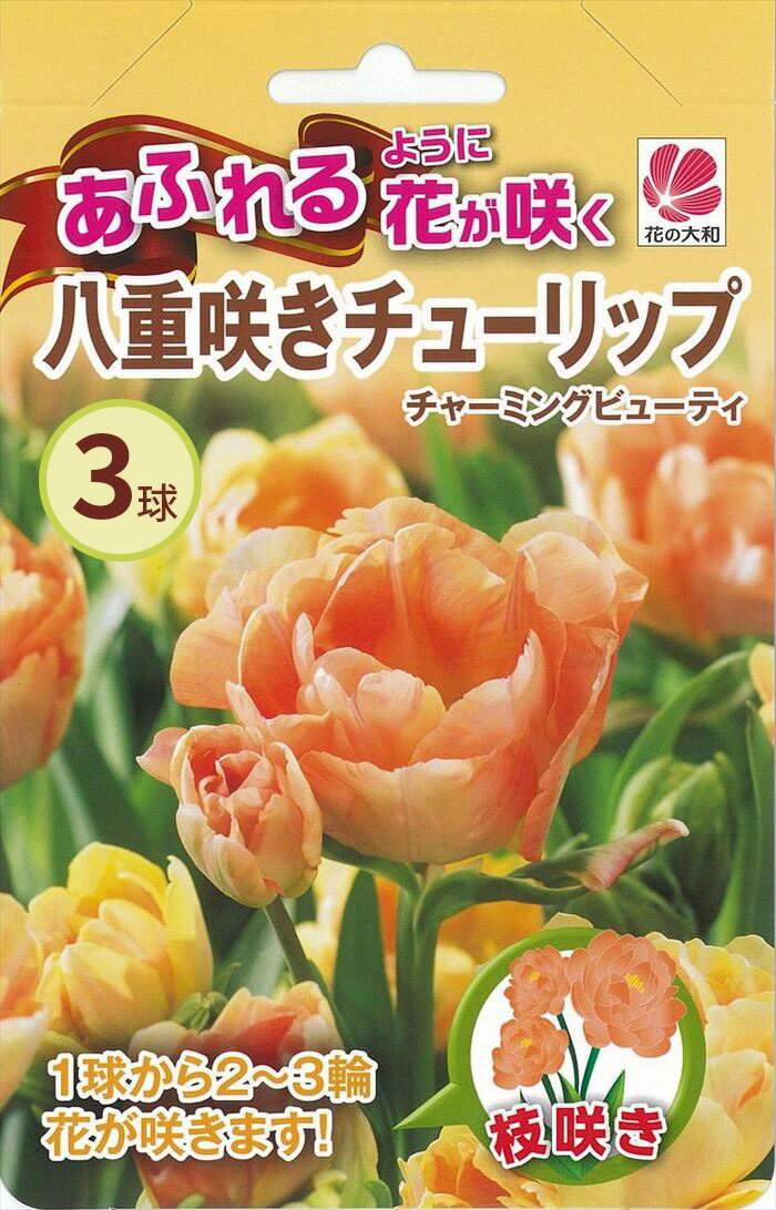 予約販売 花の大和 球根 あふれるように花が咲く八重咲チューリップ チャーミングビューティ 4球 10月中旬以降発送のサムネイル