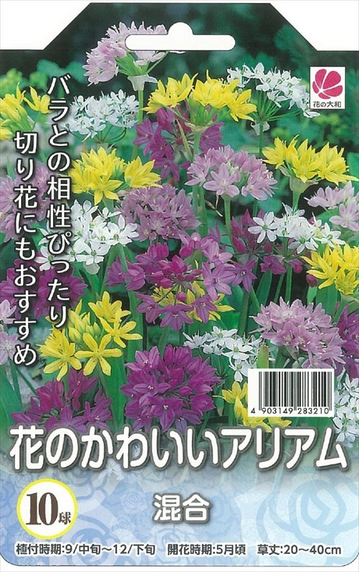 予約販売 花の大和 球根 花のかわいいアリアム 混合 10球 hyk 10月上旬以降発送