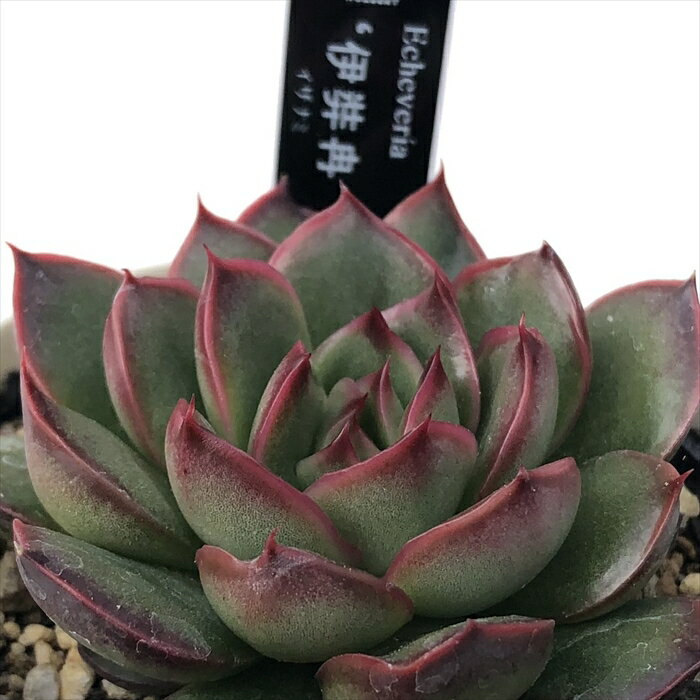 多肉植物 yukエケベリア 伊弉冉 多肉植物 優木園さんの苗 送料無料 エケベリア 6cmポットのサムネイル