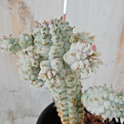 多肉植物 sdユーフォルビア ミルクトロン 多肉植物 ユーフォルビア 7.5cmポットのサムネイル