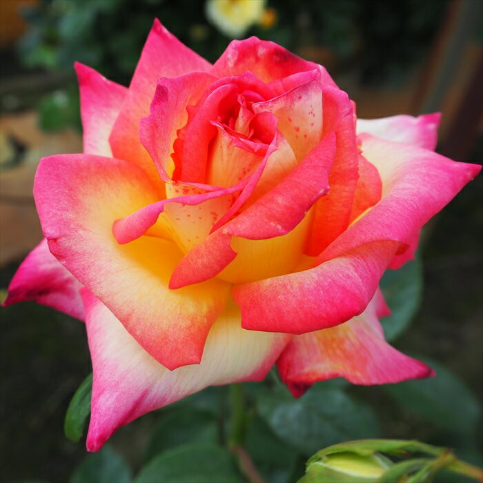 予約販売 バラ苗 バラ大苗 大輪 朝雲 四季咲き 薔薇 ばら ピンク troe 12月中旬以降発送のサムネイル