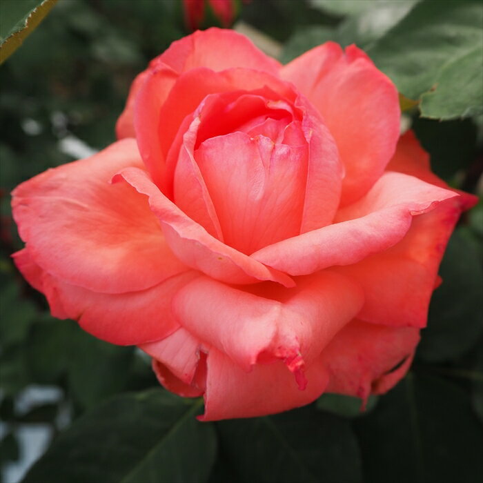 予約販売 バラ苗 バラ大苗 大輪 ピンクパンサー 四季咲き 薔薇 ばら ピンク troe 12月中旬以降発送
