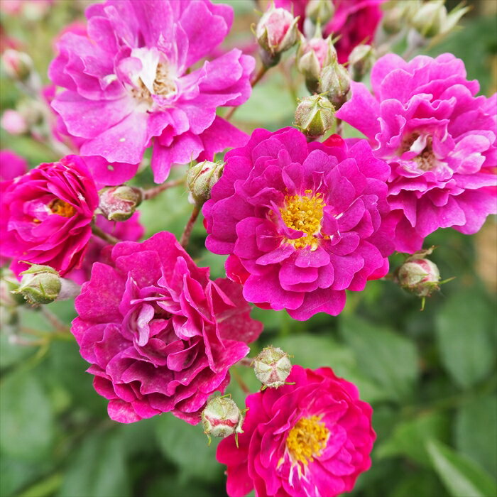 バラ苗 バラ大苗 オールドローズ バイオレット 一季咲き 小輪 つるバラ 薔薇 ばら 紫 バイオレット troe