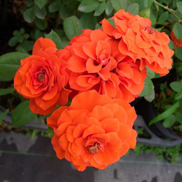バラ苗 バラ大苗 つるバラ つるオレンジメイアンディナ 返り咲き 小輪 薔薇 ばら オレンジ 赤 troeのサムネイル