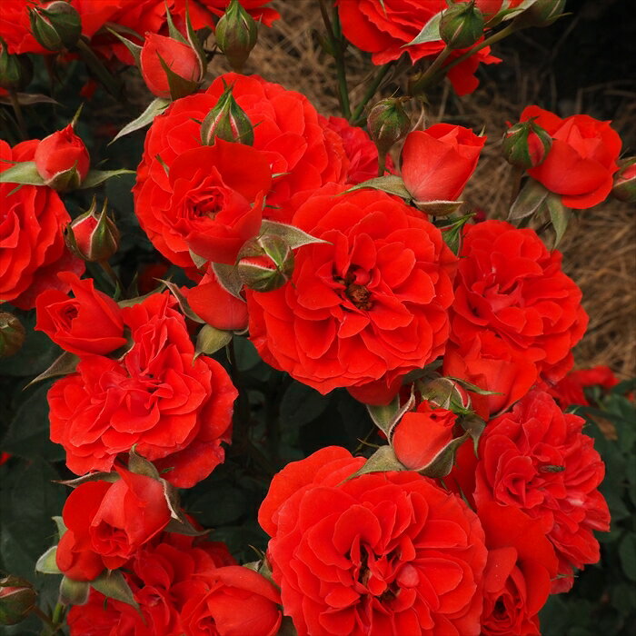 予約販売 バラ苗 バラ大苗 つるバラ オレンジメイアンディナ 返り咲き 小輪 薔薇 ...