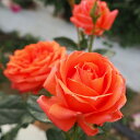 予約販売 バラ苗 バラ大苗 つるバラ マリーナ 中輪 薔薇 ばら オレンジ troe 12月中旬以降発送(4)