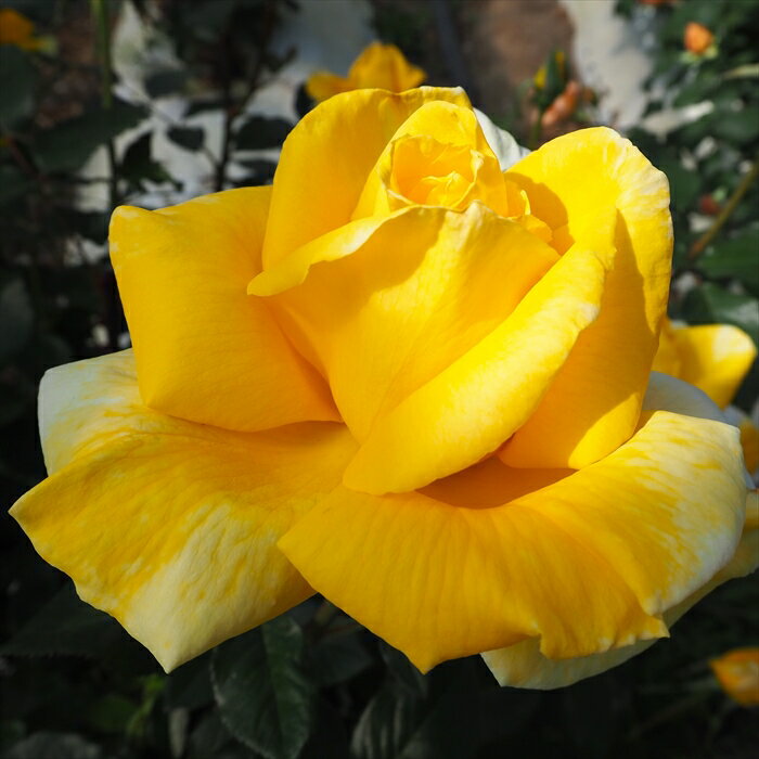 【まもなく締め切り】 予約販売 バラ苗 バラ大苗 大輪 金閣 四季咲き 薔薇 ばら 黄色 troe 12月中旬以..